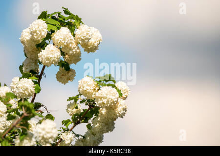 Blumen der Viburnum opulus Sterilis gegen Sky Stockfoto