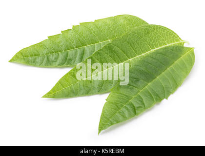 Perfekte Zitronenverbene Blatt isoliert auf weißem Hintergrund in voller Tiefenschärfe mit Freistellungspfaden. Stockfoto