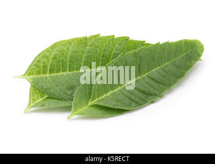 Perfekte Zitronenverbene Blatt isoliert auf weißem Hintergrund in voller Tiefenschärfe mit Freistellungspfaden. Stockfoto