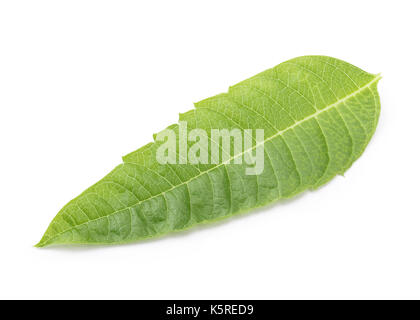 Perfekte Zitronenverbene Blatt isoliert auf weißem Hintergrund in voller Tiefenschärfe mit Freistellungspfaden. Stockfoto