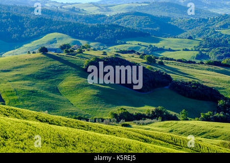 Typische tuscanian Landschaft mit grünen Hügeln, Büsche und Bäume im Val di Cecina Stockfoto