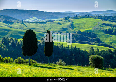 Typische tuscanian Landschaft mit grünen Hügeln, Zypressen, Büsche und Bäume im Val di Cecina Stockfoto