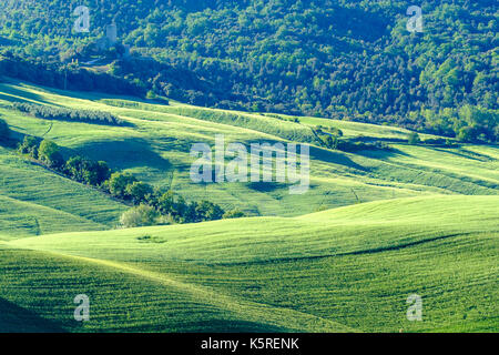 Typische tuscanian Landschaft mit grünen Hügeln, Büsche und Bäume im Val di Cecina Stockfoto