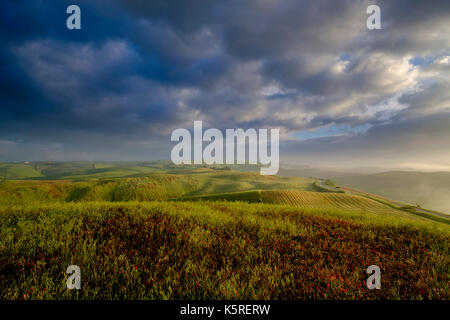 Typische tuscanian Landschaft mit grünen Hügeln, Büsche und dramatische Wolken bei Sonnenaufgang im Val di Cecina Stockfoto