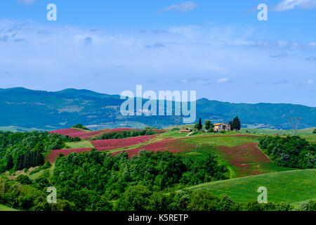 Typische tuscanian Landschaft mit einem Bauernhaus auf einem Hügel, grüne Felder und roten Blüten im Val di Cecina Stockfoto