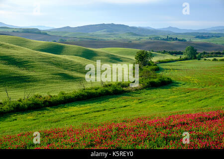 Typische tuscanian Landschaft mit grünen Hügeln, Feldern, Büschen und roten Blüten im Val di Cecina Stockfoto