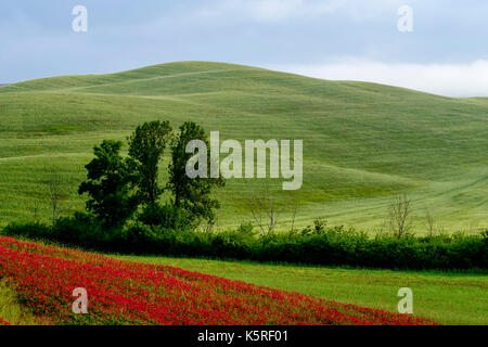 Typische tuscanian Landschaft mit grünen Hügeln, Feldern, Büschen und roten Blüten im Val di Cecina Stockfoto