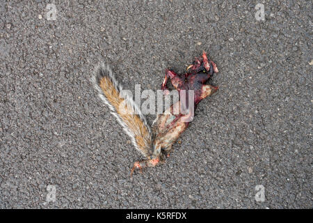 Road Kill die Überreste eines Grauhörnchen Sciurus carolinensis durch einen Motor vwhicle auf Asphalt getötet Stockfoto