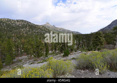 Mount Charleston in Nevada im Herbst. Stockfoto