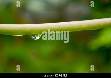 Single, reflektierende, Wasser Tropfen hängen von einer Pflanze stammen. Stockfoto