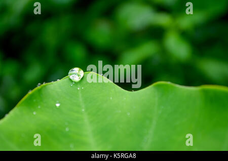 Wassertropfen auf der Spitze eines colocasia Blatt grün verschwommenen Hintergrund. Stockfoto