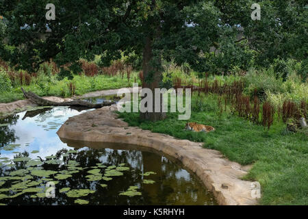 Tiger Aalen in den Schatten eines Baumes im Blair Drummond Safari und Wildlife Park in der Nähe von Stirling in Schottland Stockfoto