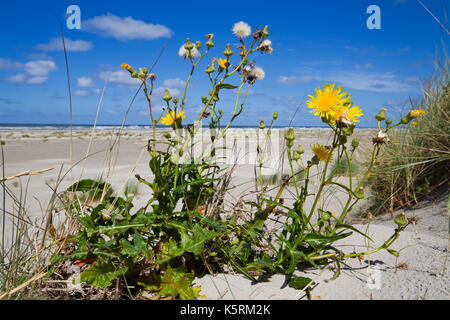 Mehrjährig Sowthistle in den Dünen, im Hintergrund das Meer und der Strand Stockfoto