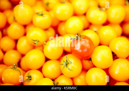 Reife Tomaten Stockfoto