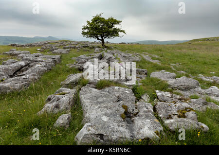 Lone Tree und Kalkstein Fahrbahn in Winskill Steine Nature Reserve, in der Nähe von Settle, Yorkshire Dales, North Yorkshire, Großbritannien Stockfoto