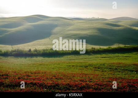 Typische tuscanian Landschaft mit Hügeln, Blumen und Morgennebel bei Sonnenaufgang im Val di Cecina Stockfoto