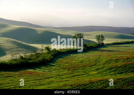 Typische tuscanian Landschaft mit Hügeln, Büsche, Blumen und Morgennebel bei Sonnenaufgang im Val di Cecina Stockfoto