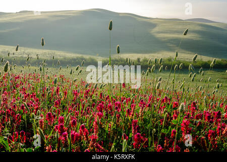 Typische tuscanian Landschaft mit Hügeln, Blumen und Morgennebel bei Sonnenaufgang im Val di Cecina Stockfoto