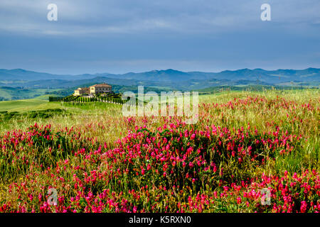 Typische tuscanian Landschaft mit dem Bauernhaus Podere Le Volpaie auf einem Hügel mit Blumen im Val di Cecina Stockfoto