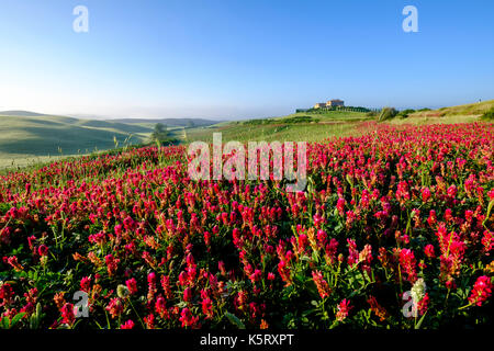 Typische tuscanian Landschaft mit dem Bauernhaus Podere Le Volpaie auf einem Hügel mit Blumen im Val di Cecina Stockfoto