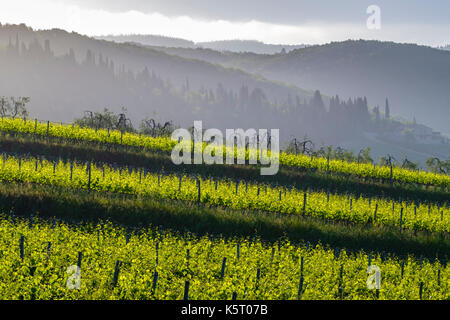 Typische tuscanian Landschaft mit Hügeln, Weinbergen und Morgennebel bei Sonnenaufgang im Chianti Stockfoto