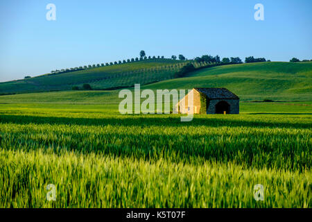 Typische tuscanian Landschaft mit ein Bauernhaus, eine Ruine, grüne Hügel, Gerste Felder und Olivenhaine im Chianti Stockfoto