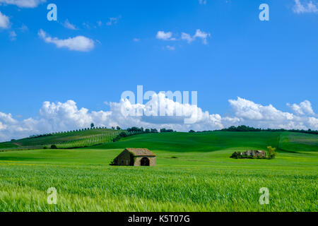 Typische tuscanian Landschaft mit einem Bauernhaus, grüne Hügel, Gerste Felder, Olivenhaine und Blau, bewölkter Himmel im Chianti Stockfoto