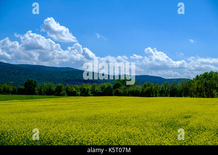 Typische tuscanian Landschaft mit Rapsfeldern, grüne Hügel, Bäume und Blau, bewölkter Himmel im Chianti Stockfoto