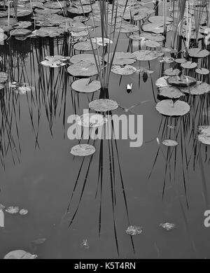 Schwarze und weiße Teich mit Seerosen und Schilf. Reflexionen der Schilf können auf der Oberfläche gesehen werden. Stockfoto
