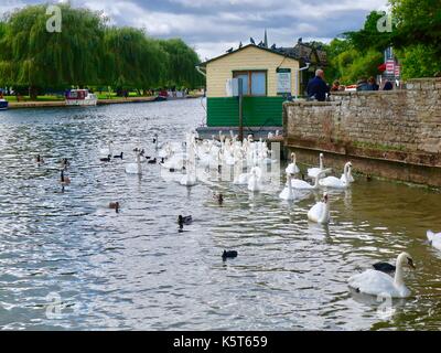 Schwäne zu erfassen, indem sie den Fluss Kreuzfahrt Ticket Office. River Avon, Stratford Upon Avon, Wark. UK. Stockfoto