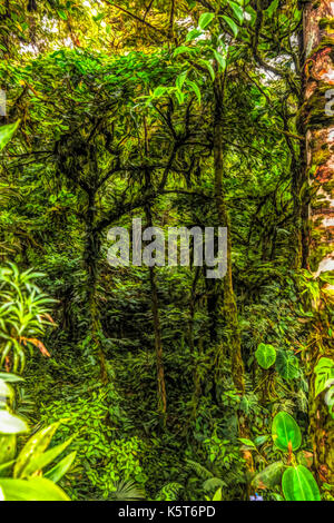 Regen Wald landschaft. Szene Darstellung Stockfoto