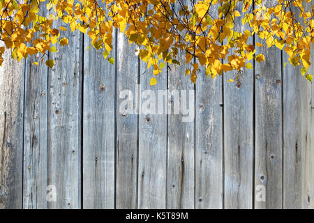 Herbst Hintergrund. hängen von der oberen sonnenbeschienenen Birke Zweige mit leuchtend gelben Blätter auf Hintergrund der Wand der alten verblasst Holzbretter. Stockfoto