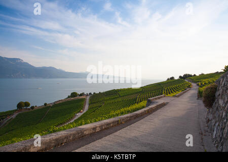 Weinberge des Lavaux über den See Lac Leman (Genfer See), Schweiz Stockfoto