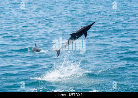 Gray's Spinner Dolphin oder Hawaiianische Spinner Delfin (Stenella longirostris) springen und Spinning im Pazifischen Ozean vor der Küste von Taiwan Stockfoto