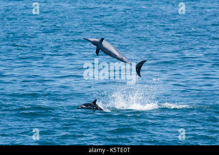 Gray's Spinner Dolphin oder Hawaiianische Spinner Delfin (Stenella longirostris) ein Spritzen im Pazifischen Ozean vor der Küste von Taiwan Stockfoto