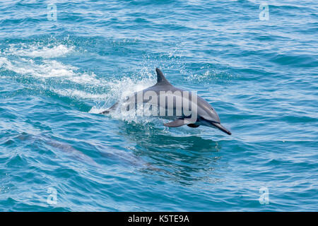 Gray's Spinner Dolphin oder Hawaiianische Spinner Delfin (Stenella longirostris) ein Spritzen im Pazifischen Ozean vor der Küste von Taiwan Stockfoto