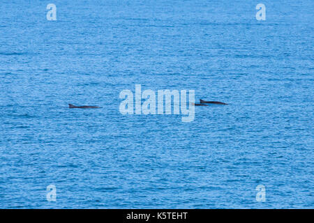 Zwerg Pottwal (Kogia sima) Familie (eine Gruppe von Drei) das Auftauchen in den ruhigen Pazifischen Ozean, in der Nähe der Kante des Festlandsockels Stockfoto