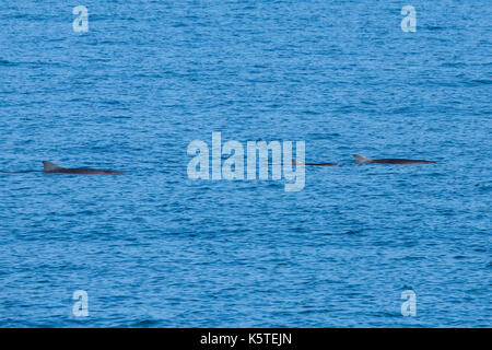 Zwerg Pottwal (Kogia sima) Familie (eine Gruppe von Drei) das Auftauchen in den ruhigen Pazifischen Ozean, in der Nähe der Kante des Festlandsockels Stockfoto