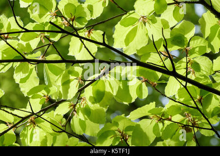 Gemeinsame Beech Tree Branches mit Hintergrundbeleuchtung frisches neues Wachstum der grünen Blätter Laub von unten im Frühjahr. England, Großbritannien, Großbritannien Stockfoto