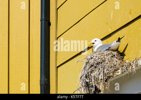 Brütende Schwarzbeinige Kittiwake mit aufgeratenen Schnabeln bei heißem Sonnenschein nistet auf dem Bau in Küstendorf. Nusfjord Island Lofoten Islands Norwegen Stockfoto