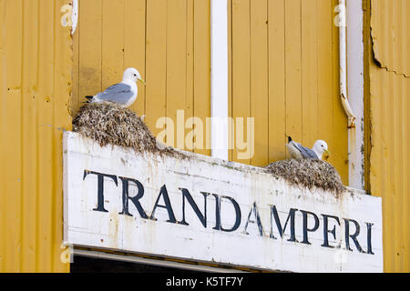 Zucht Schwarz-legged Dreizehenmöwen Verschachtelung auf Trandamperi Anmeldung Dorschleber Raffinerie Gebäude im Dorf an der Küste von Nusfjord, Insel Flakstadøya, Lofote Stockfoto