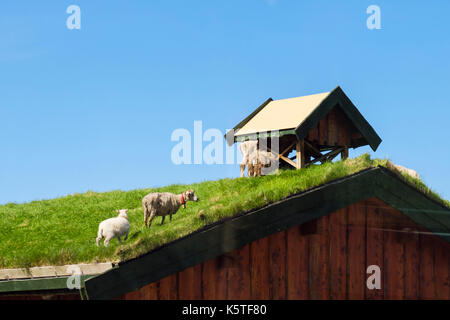Schafe weiden auf einem traditionellen norwegischen Rasen Dach Gebäude. Lofoten Inseln, Nordland, Norwegen, Skandinavien Stockfoto