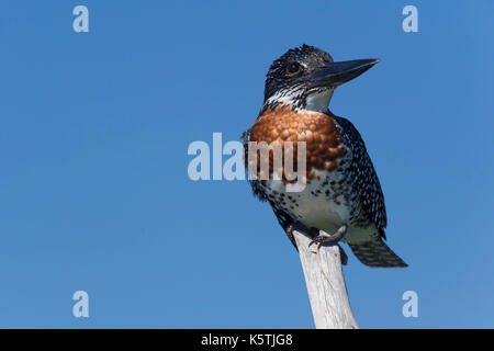 Giant Kingfisher (Megaceryle maxima) sitzt auf Totholz, iSimangaliso Wetland Park, KwaZulu-Natal, Südafrika Stockfoto