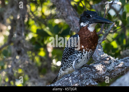 Giant Kingfisher (Megaceryle maxima) sitzt im Baum, iSimangaliso Wetland Park, KwaZulu-Natal, Südafrika Stockfoto