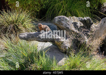 Mongoose thront auf einem Baumstamm am Blair Drummond Safari und Wildlife Adventure Park in der Nähe von Stirling in Schottland Stockfoto