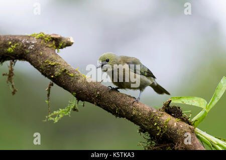 Palm tanager (Thraupis palmarum), Boca Tapada, Provinz Alajuela, Costa Rica, Mittelamerika Stockfoto