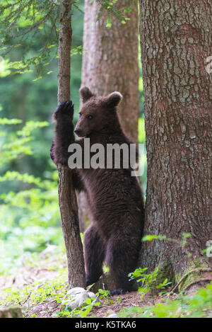 Braunbär (Ursus arctos), junge Tier steht zwischen Baumstämme im Wald, Regional Park Notranjska, Slowenien Stockfoto