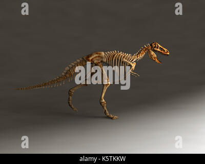 Skelett eines Tyrannosaurus Rex Stockfoto