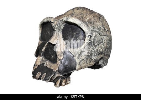 Modell Homo Ergaster Schädel KNM-ER 3733 Stockfoto