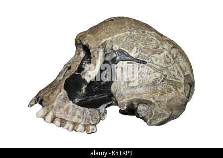 Replikat Homo Habilis Schädel KNM-ER 1813 Stockfoto